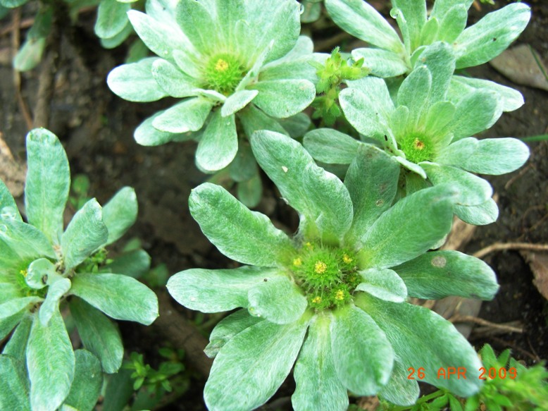 Filago pygmaea (=Evax pygmaea) / Evax comune